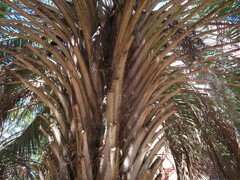 Butia capitata
