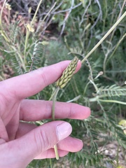 Astragalus trichopodus