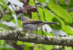 Saltator striatipectus