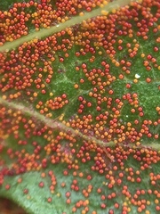 Synchytrium australe