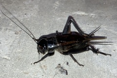 Teleogryllus commodus
