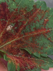 Synchytrium australe