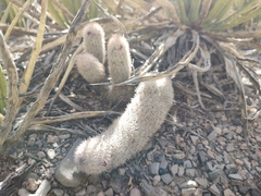 Mammillaria pottsii