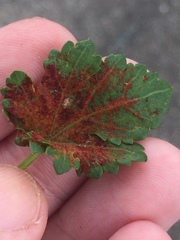 Synchytrium australe