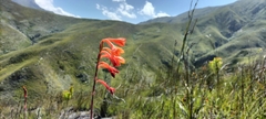 Watsonia schlechteri