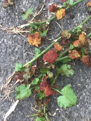 Synchytrium australe