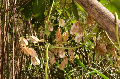 Cardiopteris quinqueloba (Cardiopteris quinqueloba)