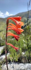 Watsonia schlechteri