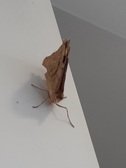 Heteronympha merope
