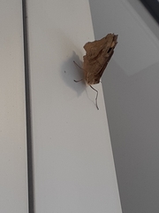 Heteronympha merope