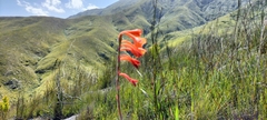 Watsonia schlechteri