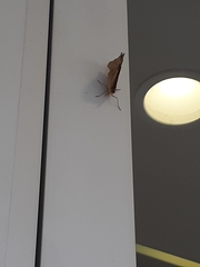 Heteronympha merope