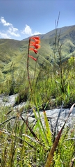 Watsonia schlechteri