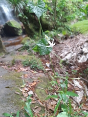 Rytidostylis gracilis