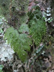 Hymenophyllum scabrum