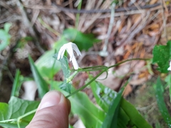 Rytidostylis gracilis