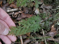 Hymenophyllum scabrum