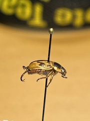 Exomala orientalis