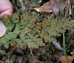 Hymenophyllum scabrum