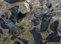Grapsus