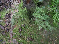 Lindsaea trichomanoides