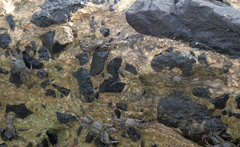 Grapsus