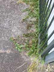 Synchytrium australe