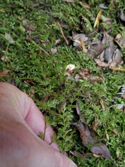 Lindsaea trichomanoides
