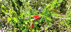 Erica unicolor