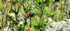 Erica unicolor