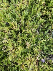 Limnanthes