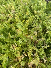 Limnanthes