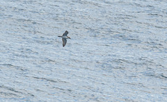 Puffinus gavia