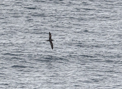 Puffinus gavia