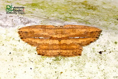 Phalacra