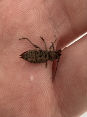 Plectrura spinicauda