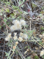 Bebbia atriplicifolia