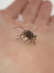 Plectrura spinicauda