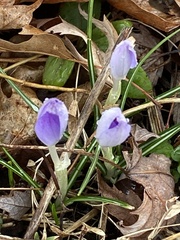 Crocus