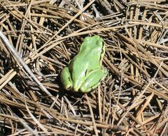 Hyla wrightorum