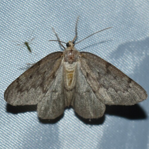 Pine Conelet Looper Moth photo 4