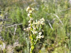 Struthiola hirsuta