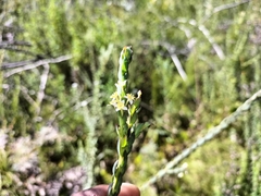 Struthiola hirsuta