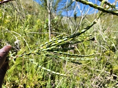 Struthiola hirsuta