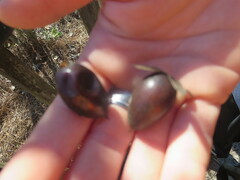 Diospyros rhombifolia