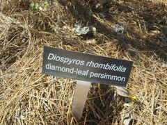 Diospyros rhombifolia