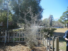 Diospyros rhombifolia