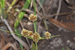 Cyperus reflexus