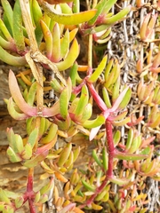 Disphyma australe australe