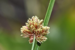 Cyperus reflexus